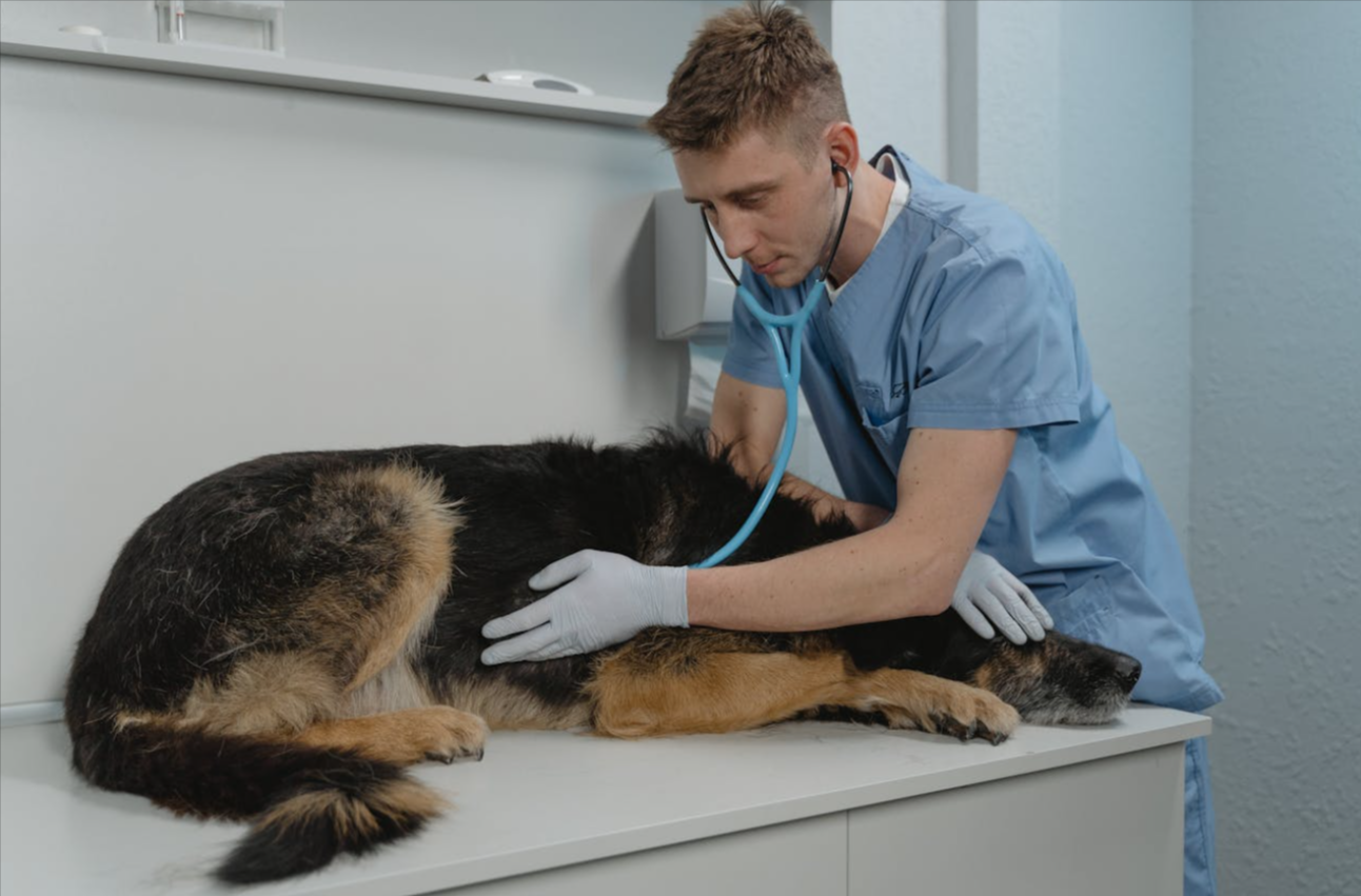 Why Regular Vet Checkups Are Crucial for Your Pet’s Health