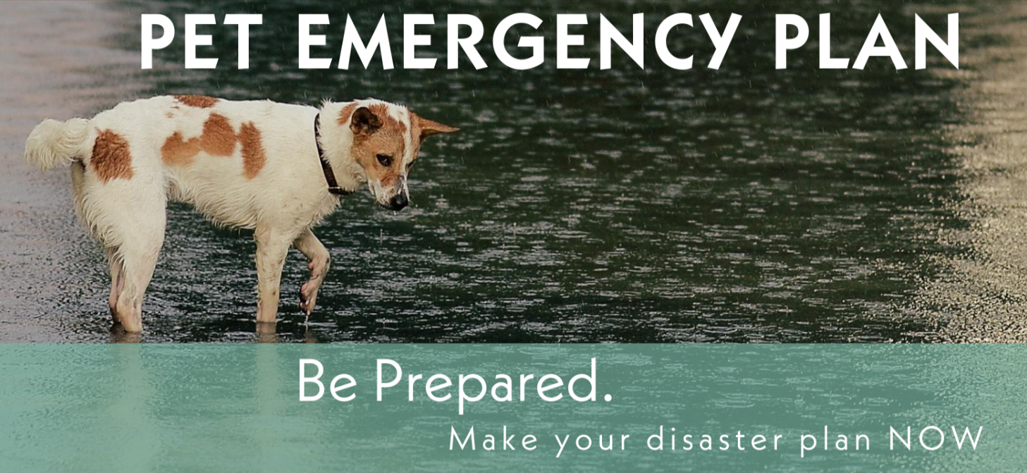 How to Be Prepared for Pet Emergencies