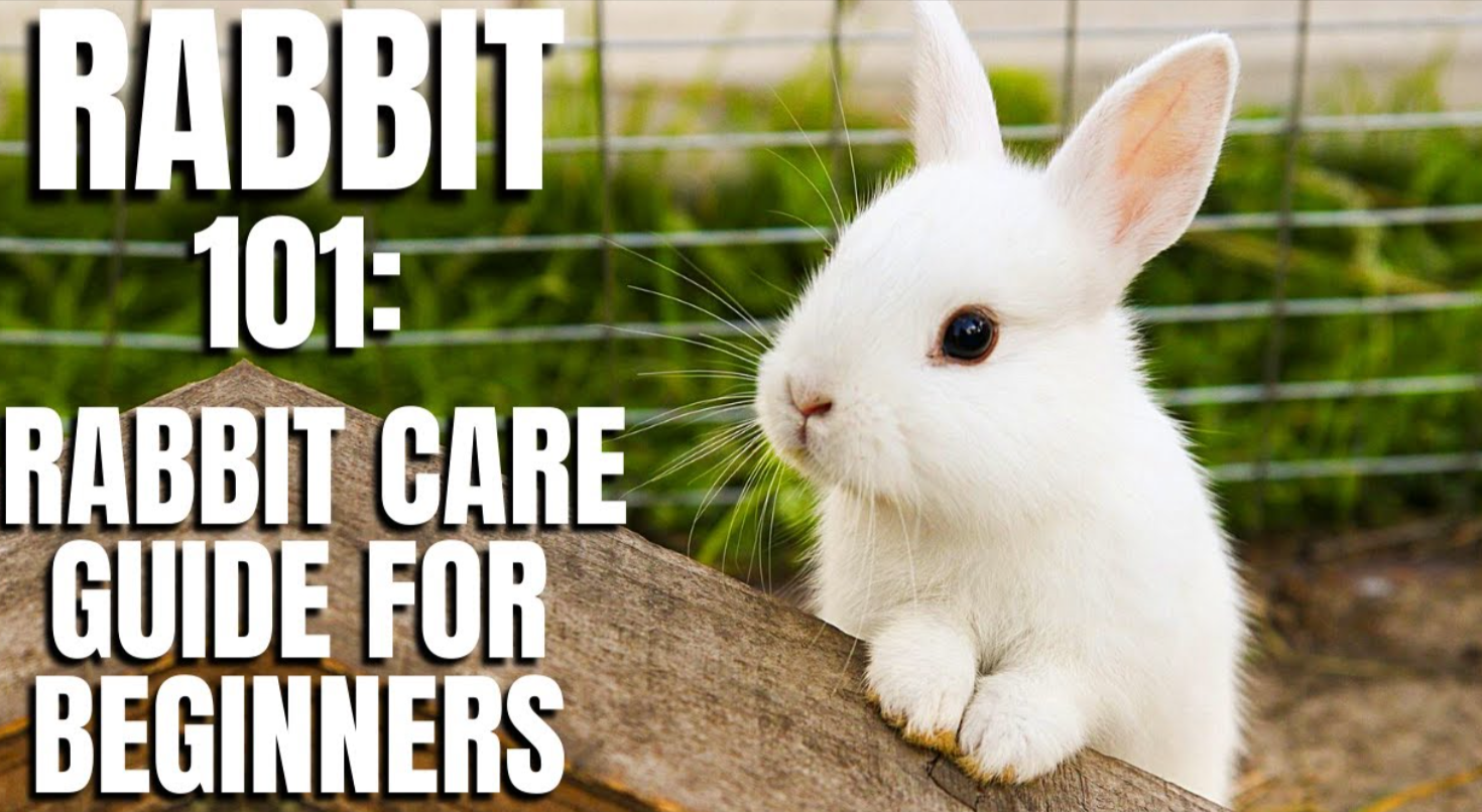 Beginner’s Guide to Rabbit Care